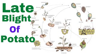 Late blight of potato  Phytophthora infestans  Irish potato famine  disease cycle  Symptom [upl. by Olodort]