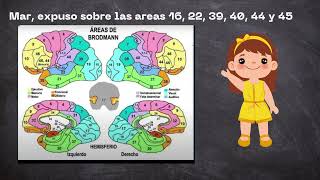 Áreas de Brodmann [upl. by Ness]