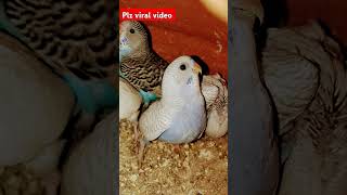 parrot budgey budgies budgries birds pets lovebirds shortvideo 9बजे viralvideo shorts [upl. by Adiaj]