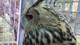 Addestramento e coccole a Gufo Reale Bubo Bubo Eagle Owl di 7 mesi [upl. by Ahsial]