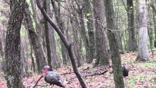 Spring Turkey Hunt 2016 first turkey [upl. by Marcello]