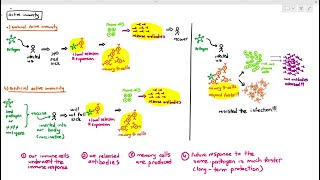 119 Active Immunity Cambridge AS A Level Biology 9700 [upl. by Enaerb]