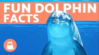 10 Facts About DOLPHINS from Scientific Studies [upl. by Maillij11]