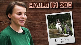 Pinguinfütterung im Zoo Neuwied [upl. by Daberath]