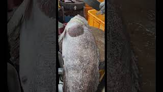 what insight fish mouth fypシ゚viral fiscutting cuttingskils seaanimals [upl. by Lehte655]