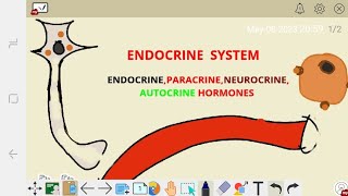 ENDOCRINE SYSTEM Physiology endocrineneurocrineparacrine and autocrineCLASSIFICATION OF HORMONE [upl. by Haizek]