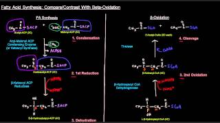 Fatty Acid Synthesis Part 6 of 12  SideBySIde Comparison With Beta Oxidation [upl. by Trix]