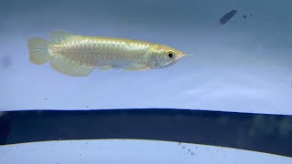 Arowana MGBB baby sun tanning  tanning matahari  tips amp tricks [upl. by Benni]