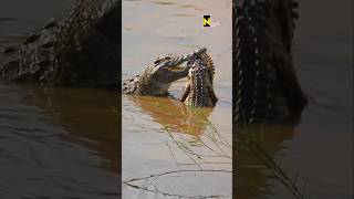 How a crocodile eats a crocodile crocodile hunting natgeowild wildlife [upl. by Iron451]