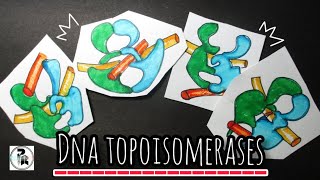 DNA TopoisomeraseTopoisomerase 1 amp 2 mechanisms paperpenbiology [upl. by Olin]