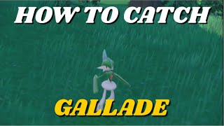 HOW TO CATCH GALLADE IN POKEMON SCARLET amp VIOLET GALLADE LOCATION HOW TO GET GALLADE [upl. by Capon]