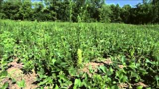 Strategies for managing herbicideresistant weeds [upl. by Dibbrun]