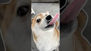 Outline Trend Meme 4 doge memes cutenessoverload [upl. by Roderigo]