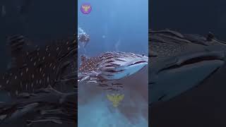 Remora fish telugu telugufacts youtubeshorts andhrapradesh factomaniatelugu factsintelugu [upl. by Anasor836]