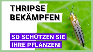 Thripse bekämpfen und Pflanzen schützen [upl. by Yahc]