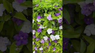 Yesterday today amp Tomorrow plant  Brunfelsia pauciflora [upl. by Tupler]