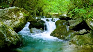 Mountain Stream Flowing 247 Forest Stream Flowing Water White Noise Nature Sounds for Sleeping [upl. by Adnolat]