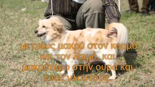 ΚΟΚΟΝΙ A ANCIENT GREEK DOG 2wmv [upl. by Blum802]