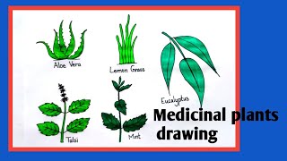 medicinal plants drawingmedical plant drawingmedicinal plants diagram [upl. by Koh]