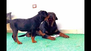 Rottweiler Puppy Playing With His Dad ❤️ [upl. by Relluf366]