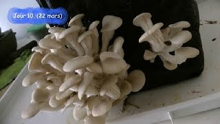 Faire pousser des Pleurotes BIO vidéo 2 culture maison de champignons [upl. by Hymen9]