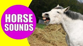 HORSE SOUNDS FOR KIDS  Learn Neighing Snorting and Galloping Sound Effects of Horses [upl. by Rimat698]