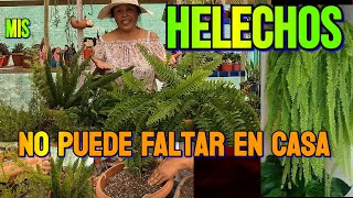 Mis HELECHOS  Tipos  Cuidados  Plantas de Interior helechos plantas naturaleza [upl. by Ilhsa161]