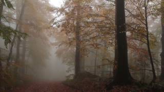 Relaxing Autumn Forest  Leaves Falling From Trees Fog and Rain in Colorful Forest  8 Hours [upl. by Ester]