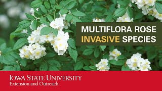 Multiflora Rose Invasive Species [upl. by Marissa]