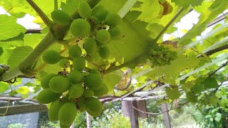 Jupiter Grape Tree [upl. by Sumaes]