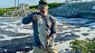 I found a alligator infested spillway loaded with monster fish [upl. by Tselec109]