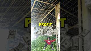 How much profit is made from tea garden minivlog shortvideo [upl. by Ainekahs]