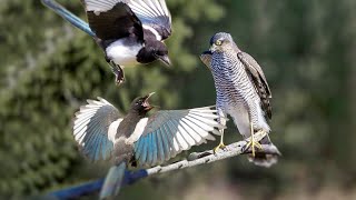 Sparrowhawk Destroys Two Magpies [upl. by Kcirddahc]