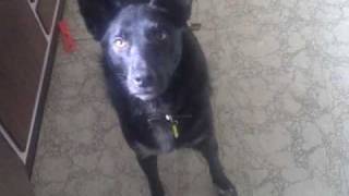 Australian kelpie dog says hello [upl. by Nannah426]