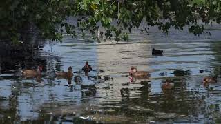 RedCrested Pochard drakes in eclipse [upl. by Ianaj191]