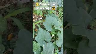 Vsalile poosani poo vachiputa vachiputa please subscribe and share [upl. by Oznola]