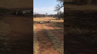 Two beautiful lioness catching their breath after taking down a female hartebees lionslive [upl. by Ubald]