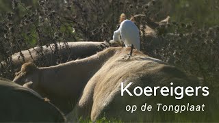 Koereigers op de Tongplaat 1072 [upl. by Nallac]