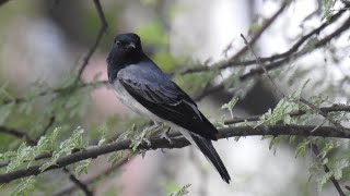 Blackheaded Cuckooshrike Singing [upl. by Yreneh]