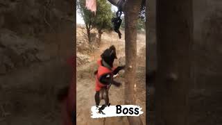 Boss apbt pitbull youtube shorts subscribe [upl. by Awe171]