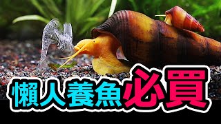 怦然心動懶人養魚法，一個月不清魚缸之術 No need to clean your tank [upl. by Ericksen]