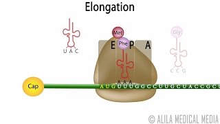 Eukaryotic Translation Protein Synthesis Animation [upl. by Fiorenza]