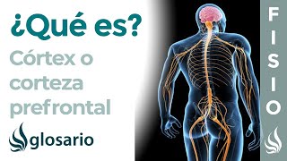 CORTEZA PREFRONTAL o CORTEX  Qué es dónde se encuentra cuál es su función y lesiones [upl. by Randy701]