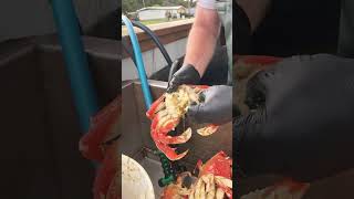 Crab Cleaning Shrimp Daddy’stackleshop dungenesscrab seafood oregoncoast crabcleaning crab [upl. by Adlai]