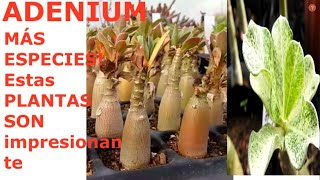 MÁS ESPECIES DE ROSA DEL DESIERTOADENIUM [upl. by Bihas]