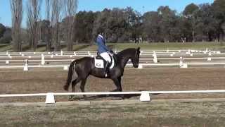 Dingaling Novice 22 dressage test [upl. by Ecreip]