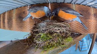 Day 1418 American Robin Nestlings Always Hungry Babies vs Tired Parents [upl. by Arther]