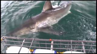 Shark Cage Diving Gansbaai  Pearly Beach South Africa [upl. by Ordnazil]