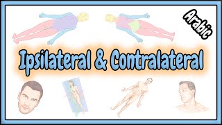 22 Ipsilateral amp Contralateral Terms  مصطلحات نفس الجانب و على الجانب المقابل [upl. by Cath]