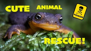 EXTREMELY Satisfying Rescuing Cute Animals [upl. by Shannah]